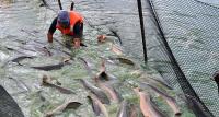Produce espera recaudar cerca de S/59 millones con aplicación de nuevo derecho de pesca